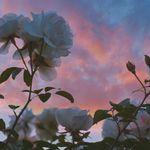 Profile Picture of Justin Alamoyy (@justin_alamoyy) on Instagram