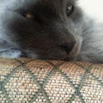 Profile Picture of Koa Dugan (@koa_and_tony) on Instagram