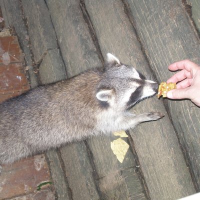 Profile Picture of David Huesman (@davidandog) on Twitter