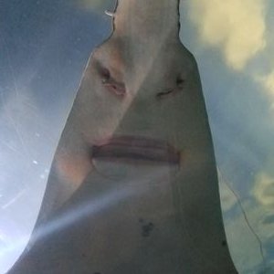 Profile Picture of Joseph Farren (@JosephFarren9) on Twitter