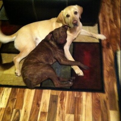 Profile Picture of Randall Monroe (@MonroeRandall) on Twitter