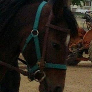 Profile Picture of Joey Horseboy (@joey.horseboy) on Facebook