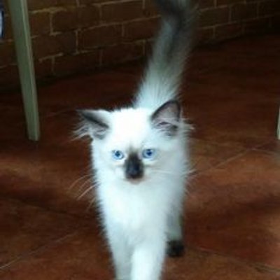 Profile Picture of MonX (@RaymondPineda5) on Twitter