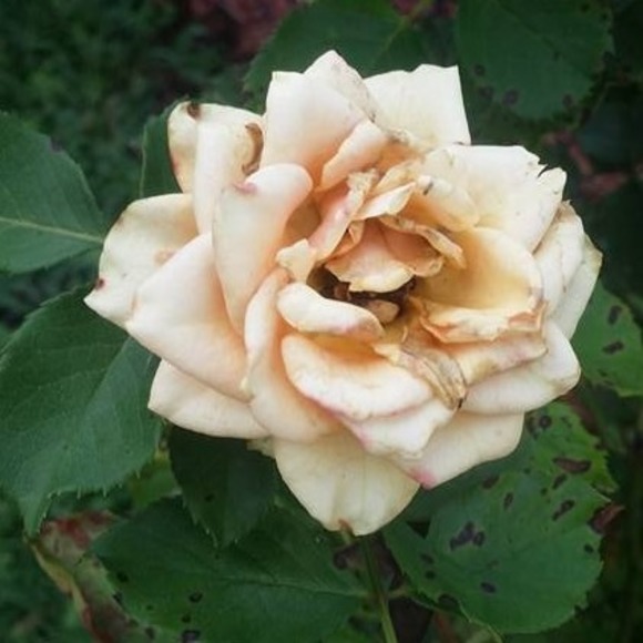 Profile Picture of Katelyn Howard (@katelynhoward06) on Poshmark