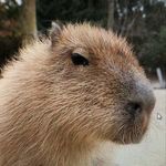 Profile Picture of comboっち (@torocombo) on Instagram