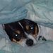 Profile Picture of Joyce Goldstein (@rbjam) on Pinterest