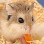 Profile Picture of Kris Müller (@anbgelikafadeeva) on Instagram