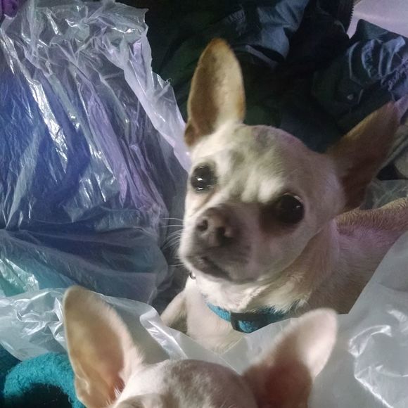 Profile Picture of Shelly Tilley (@michelletilley1) on Poshmark