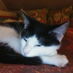 Profile Picture of Ken Rapp (@kenneth_robert_rapp) on Instagram