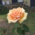 Profile Picture of Allen Y (@platebloomer) on Instagram