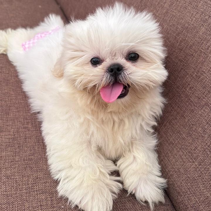 Profile Picture of Amber PawFinds 🎀🐾 (@amberfinds) on Tiktok