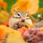 ぽん(保育士) - Instagram Profile Picture of ぽん(保育士) (@pon.hoikusi) on Instagram