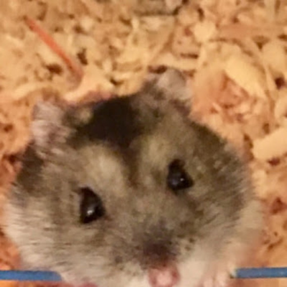 Profile Picture of Shelley Pearce (@shelleypearce15) on Poshmark