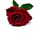 Profile Picture of Lisa Fiamingo (@lisa.fiamingo) on Facebook