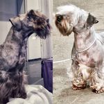 Profile Picture of Jennifer Ellison (@gracie_the_ceskyterrier) on Instagram