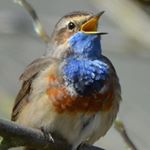 Profile Picture of Peter Muilenburg (@birds_of_the_netherlands) on Instagram