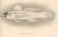 Profile Picture of Coryphopterus tortugaeon Wikipedia