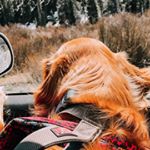 Profile Picture of Bennett The Golden Retriever (@bennett.the.golden) on Instagram