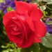 Profile Picture of Brodie Christopher (@bchristopher0761) on Pinterest
