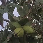 Profile Picture of Cesar Zubiate (@cesar.zubiate.35) on Facebook