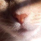 Profile Picture of Cathy Thompson (@cathythompson9486) on Youtube