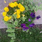 Alberta Huffman - Instagram Profile Picture of Alberta Huffman (@huffman_alberta) on Instagram