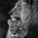 Profile Picture of christopher Tobar (@tobarchristopher273) on Pinterest