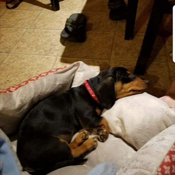 Profile Picture of Michelle Kuznik (@renee2912) on Poshmark