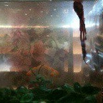 Profile Picture of xoxo (@crystaldonato24) on Instagram