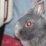 Profile Picture of Troy Baumann (@stinkerpaws) on Instagram