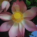 Profile Picture of Lara Nguyen (@lara_nguyen_th) on Instagram