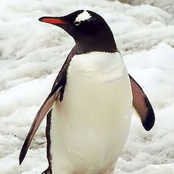 Nuala Guido - Poshmark Profile Picture of Nuala Guido (@noodlesk1974) on Poshmark