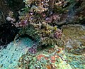 Profile Picture of Fowlerichthys avalonison Wikipedia