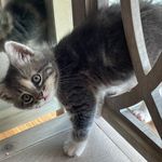 Profile Picture of Rose McGraw (@chloe_kitty_mcgraw) on Instagram