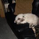 Profile Picture of Dixie Robison Beasley Clark (@colorofblue) on Pinterest