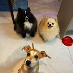 Profile Picture of Yan, Pedro & Pyter (@yanpedropyter) on Instagram