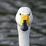 Profile Picture of Mike  Hook (@mikehook51) on Flickr