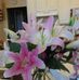 Profile Picture of Carolyn MitchellHolleman (@carolyn.mitchellholleman) on Facebook