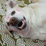 Profile Picture of Angel Max ❤🐾🐾❤ (@max.3108) on Instagram