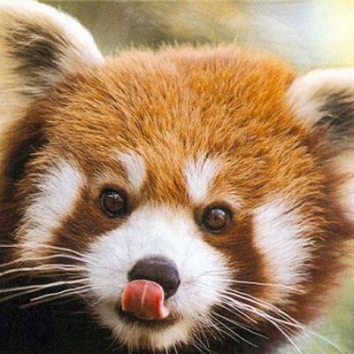 Profile Photo of Mary Moser (@RedPandaReads) on Twitter