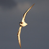 Profile Picture of Kate Sutherland (@Kate E Sutherland) on Flickr