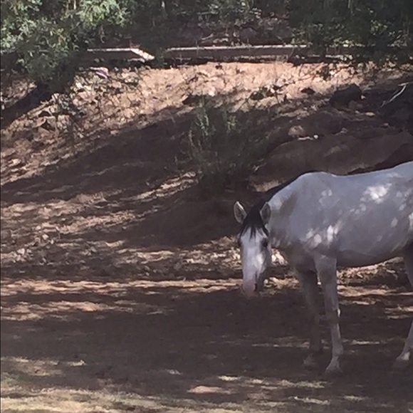 Profile Picture of Terri Panopoulos (@eph289tp) on Poshmark