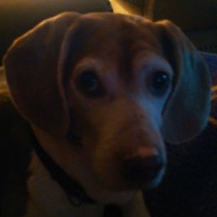 Profile Picture of Scott Bice (@ScottBice2) on Twitter