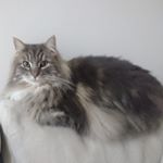 Profile Picture of YOU KOBAYASHI (@biscotti.bambino.minilla) on Instagram