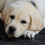 Profile Picture of Winston Labby (@Winston-Labby) on Facebook