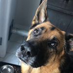 Profile Picture of Tyler Pyke (@tylerpyke6) on Instagram