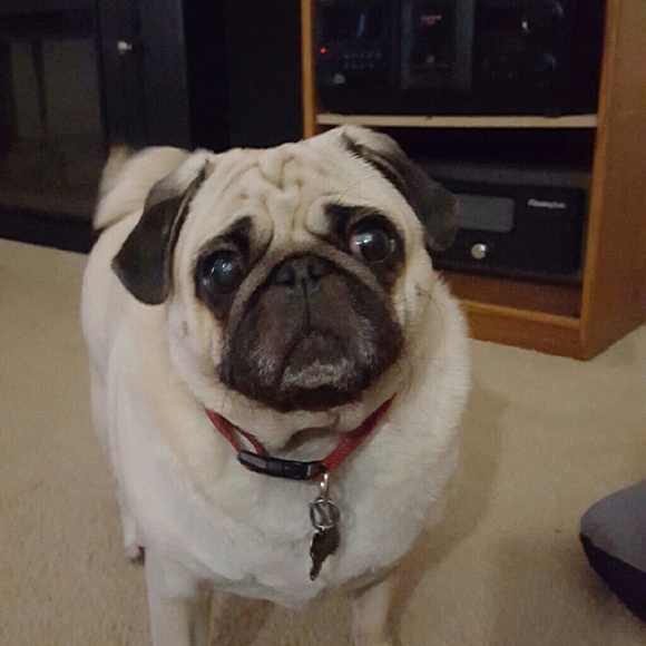 Profile Picture of Cheryl Fenger (@chpwasquaw) on Poshmark