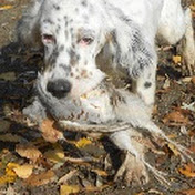 Profile Picture of Bella Et David Chasse En Perigord Noir (@sianur63100) on Youtube