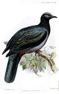 Profile Picture of Christmas imperial pigeonon Wikipedia