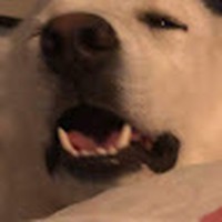 Petra Pearson - Quora Profile Picture of Petra Pearson (@petra-pearson-4) on Quora